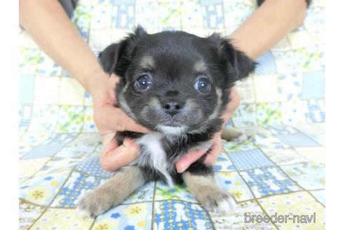 成約済の千葉県のチワワ(ロングコート)-159387の2枚目